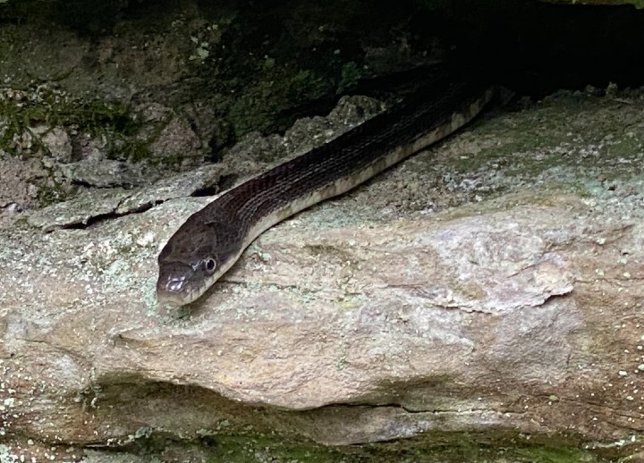 Black Rat Snake